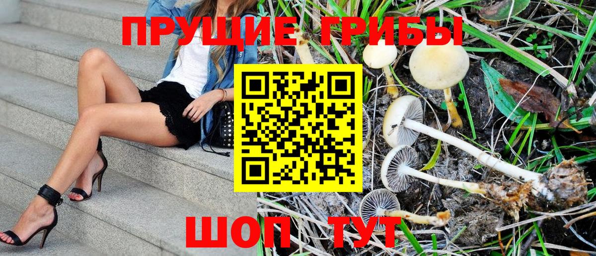 Псилоцибиновые грибы Psilocybe Шахты
